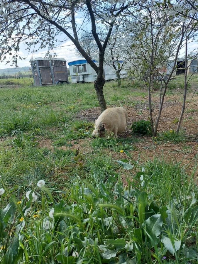 Agriturismo Azienda Agricola Ferrari M.Rita Pozza Экстерьер фото